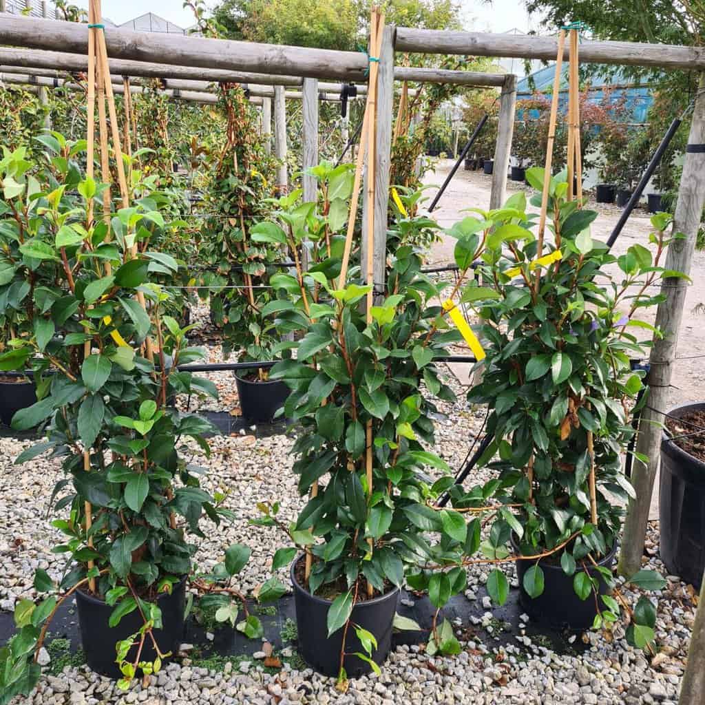 Hydrangea seemannii 40-60 cm